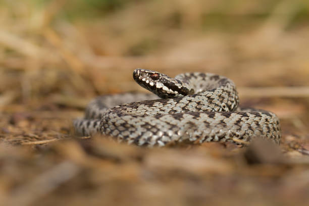 istock European viper Vipera berus in Czech Republic 1135264846