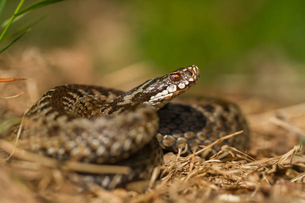 istock European viper Vipera berus in Czech Republic 1135264850