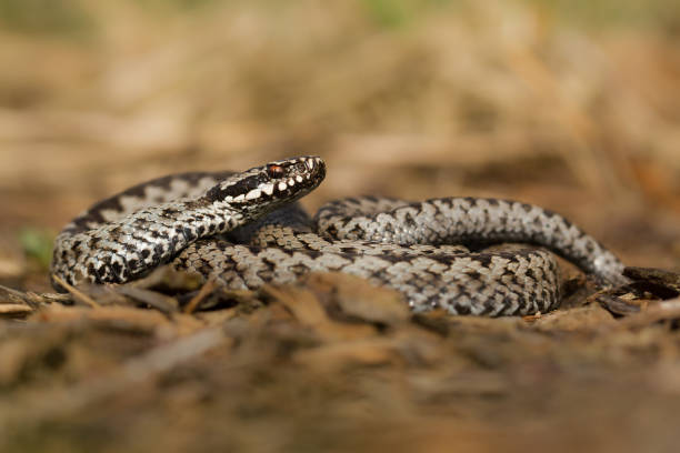 istock European viper Vipera berus in Czech Republic 1135264852