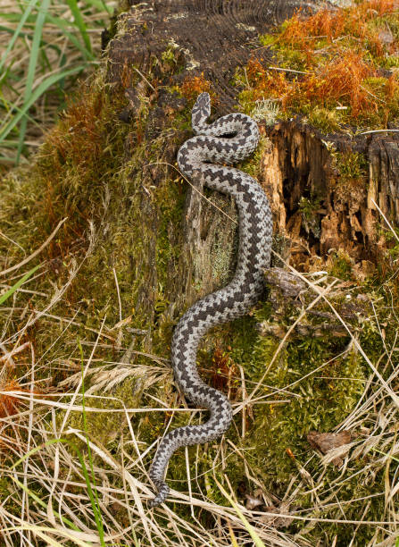 istock European viper Vipera berus in Czech Republic 1135264854
