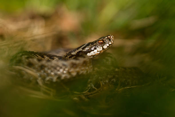 istock European viper Vipera berus in Czech Republic 1135264857