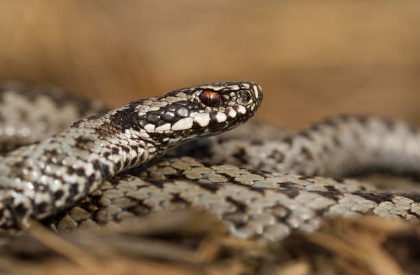 istock European viper Vipera berus in Czech Republic 1135264883