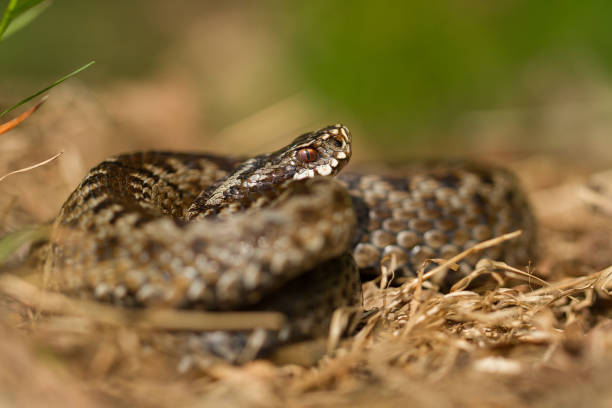 istock European viper Vipera berus in Czech Republic 1135264891