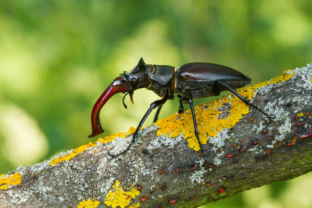 istock The stag beetle Lucanus cervus in Czech Republic 1135264896