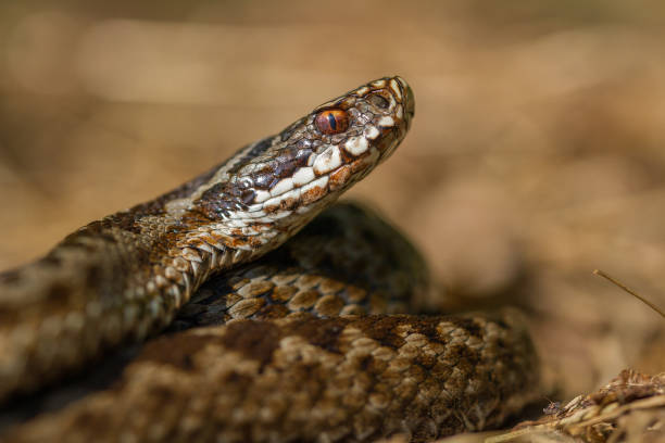istock European viper Vipera berus in Czech Republic 1135264900