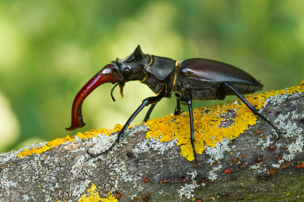 istock The stag beetle Lucanus cervus in Czech Republic 1135264901