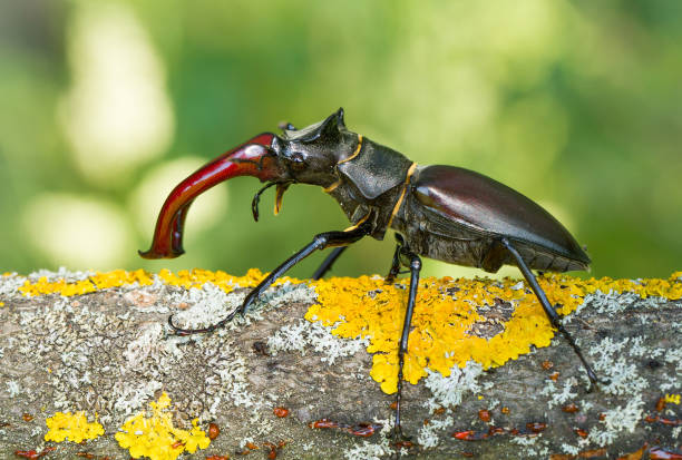 istock The stag beetle Lucanus cervus in Czech Republic 1135264902