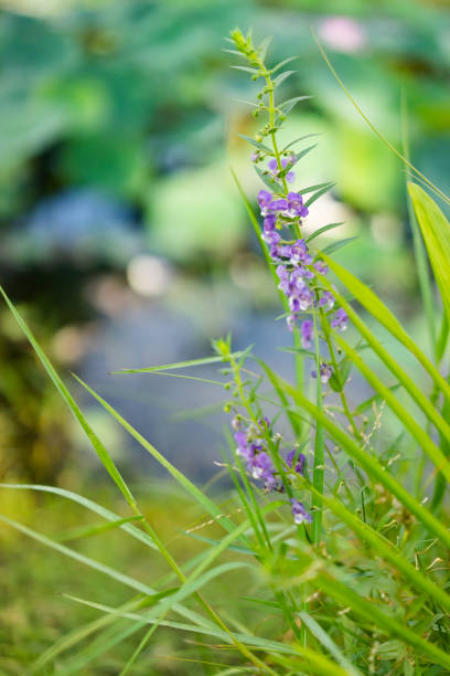 istock purple flower with green leaves 1135266194