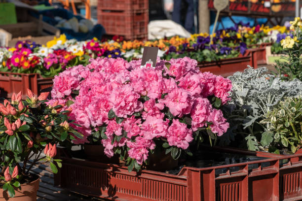 istock the different flowers on the market 1135266412