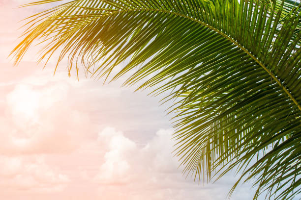 istock coconut palm tree in seaside with sky and cloud. 1135267069