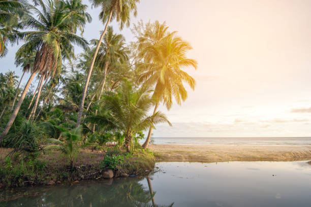 istock coconut palm tree in seaside with sky and cloud. 1135267072