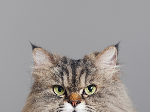 Close up portrait of purebred persian cat against gray background looking at camera with attitude. Sharp focus on eyes. Horizontal studio portrait.