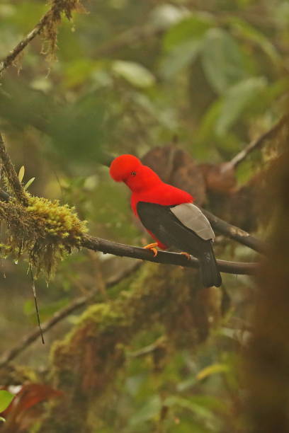 istock Andean Cock-of-the-rock 1135268548