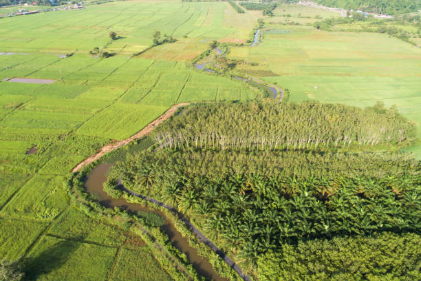 istock Panoramic view nature Landscape of a green field with rice 1135268601