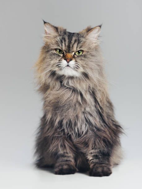 studio porträtt av renrasiga persiska katt tittar på kamera med attityd - sibirisk katt bildbanksfoton och bilder