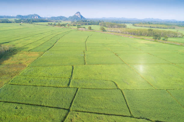 istock Panoramic view nature Landscape of a green field with rice 1135268689