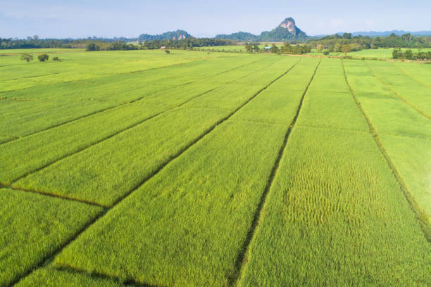 istock Panoramic view nature Landscape of a green field with rice 1135268768