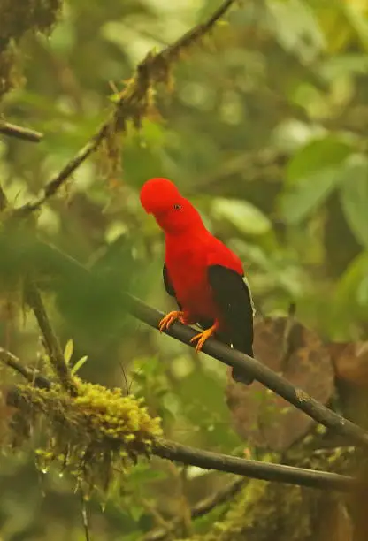 Photo of Andean Cock-of-the-rock