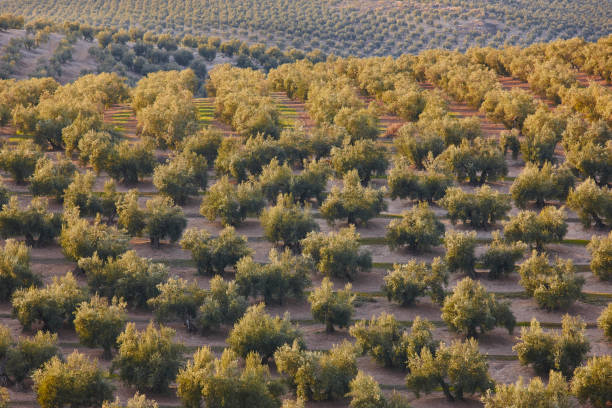 campos da oliveira na andaluzia. paisagem agricultural espanhola da colheita. espanha - andalusia landscape spanish culture olive tree - fotografias e filmes do acervo