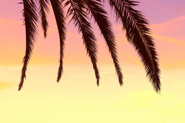 istock Palm leaves against the sunset sky gradient. Tropical nature background 1135272086