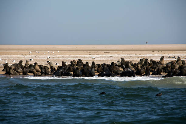 A seal herd in coast of the Namibia