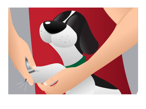Vet Cutting Dogs Nails Stock Illustration - Download Image Now - Toenail,  Dog, Animal - iStock