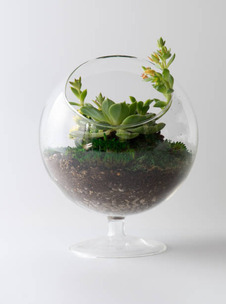 istock terrarium plant isolated white background mini garden 1135274843