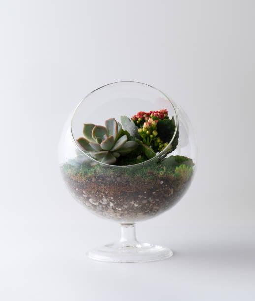 istock terrarium plant isolated white background mini garden 1135274847