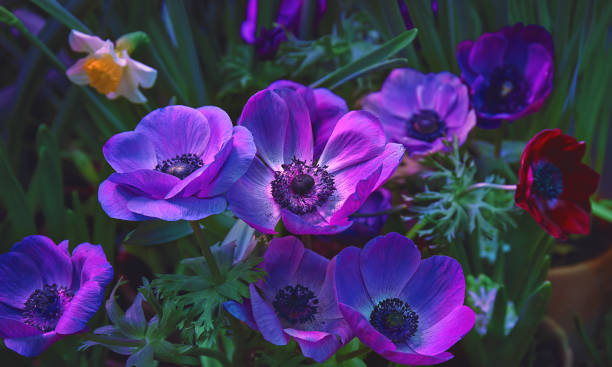istock Lilac anemone flowers 1135276776