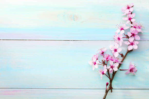 istock Branches of Sakura on wooden table. Toned image. 1135278258