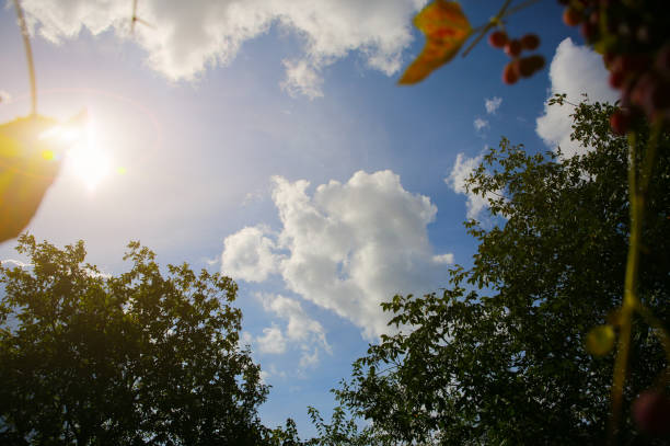 istock Blue sky with white clouds and green trees. 1135278848