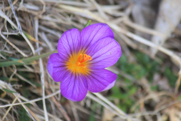 istock purple mountain flower 1135279141