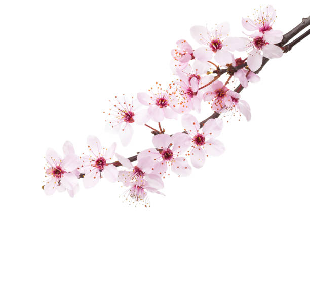 ramas de sakura aisladas sobre fondo blanco. - sakura fotografías e imágenes de stock