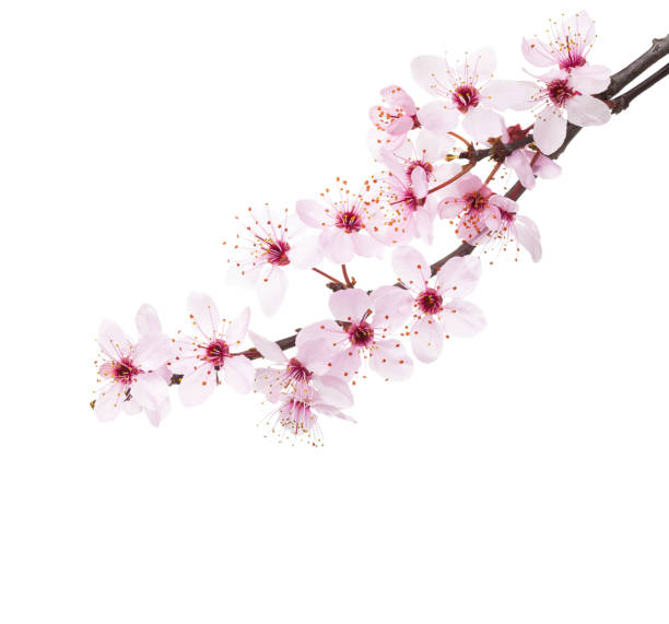 cabang sakura terisolasi dengan latar belakang putih. - bunga sakura potret stok, foto, & gambar bebas royalti