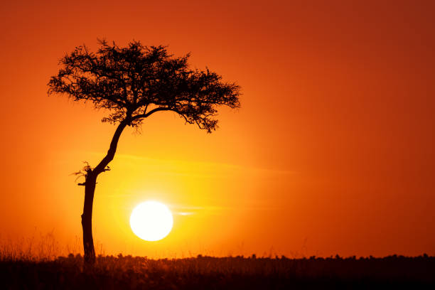 istock Acacia tree and the setting sun in the Masai Mara. 1135280592