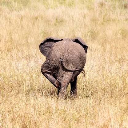 El extremo posterior de un elefante cómica del bebé que rasca su pierna photo
