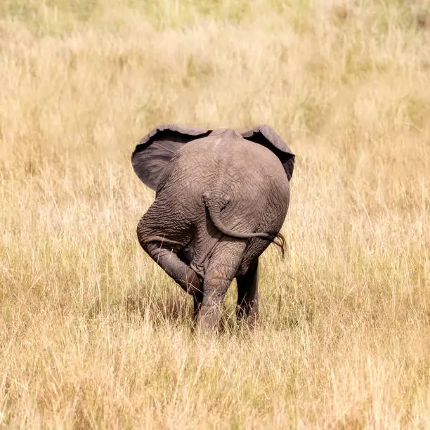 Rear view of a baby elephant using his back leg to scratch the other. Comical calf in the long yellow grass of the Masai Mara, Kenya.