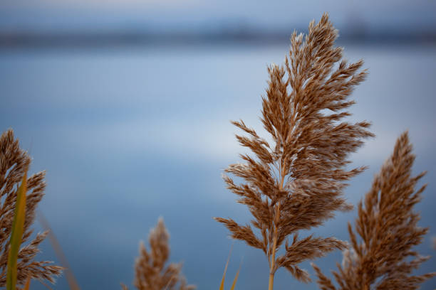 istock wild grasses in the beach  under sky 1135280758