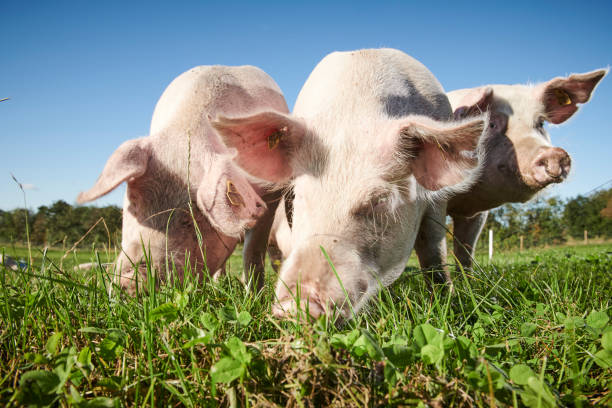 istock Egological pigs and piglets 1135280929