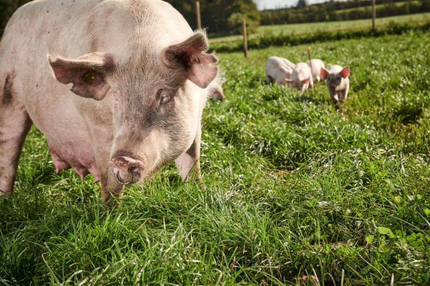 istock Egological pigs and piglets 1135281032
