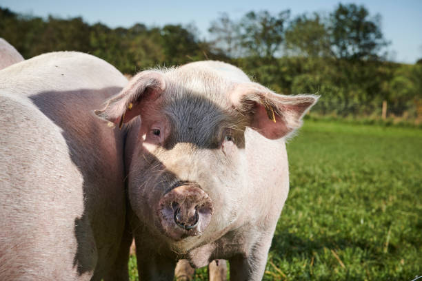 istock Egological pigs and piglets 1135281751