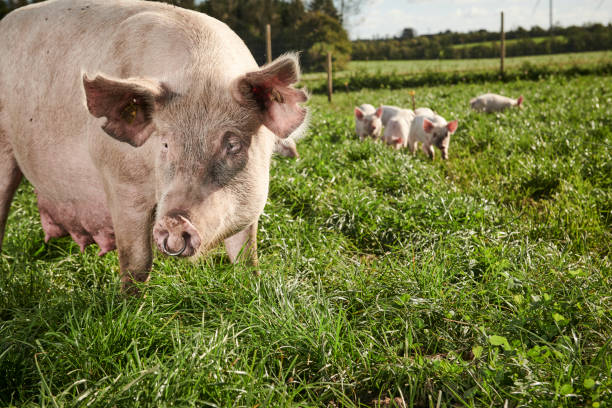 istock Egological pigs and piglets 1135281798