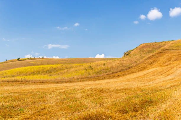 istock summer countryside landscape with flowered fields in Val D'Agri, Basilicata 1135282057