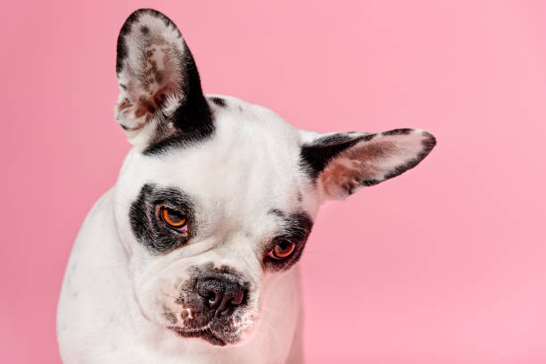 istock French Bulldog portrait. 1135286636