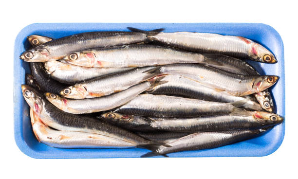istock Anchovies on blue tray isolated on white 1135290167