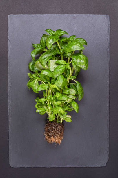 istock Bush of fresh green Basil with earth on gray background. 1135291157