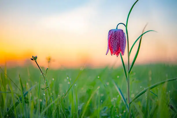 Photo of Snake's Head Fritillary (Fritillaria meleagris) in a meadow during a beautiful springtime sunrise