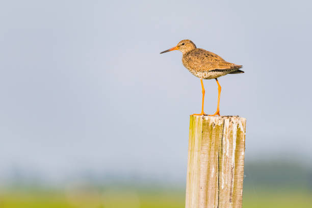 istock Redshank or Common Redshank sitting on a pole overlooking a meadow 1135291337