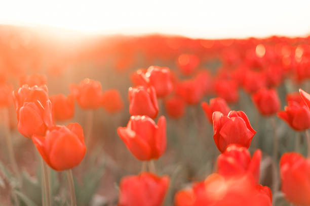 istock Fields of blooming red tulips during sunset in Holland 1135291445