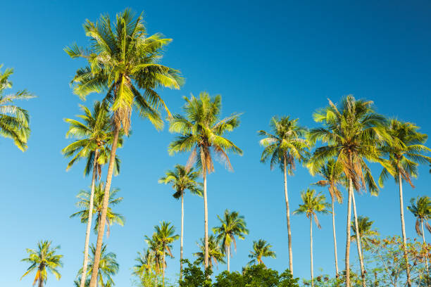 bellissima palma da cocco sul cielo blu - palm tree tree sky tropical tree foto e immagini stock